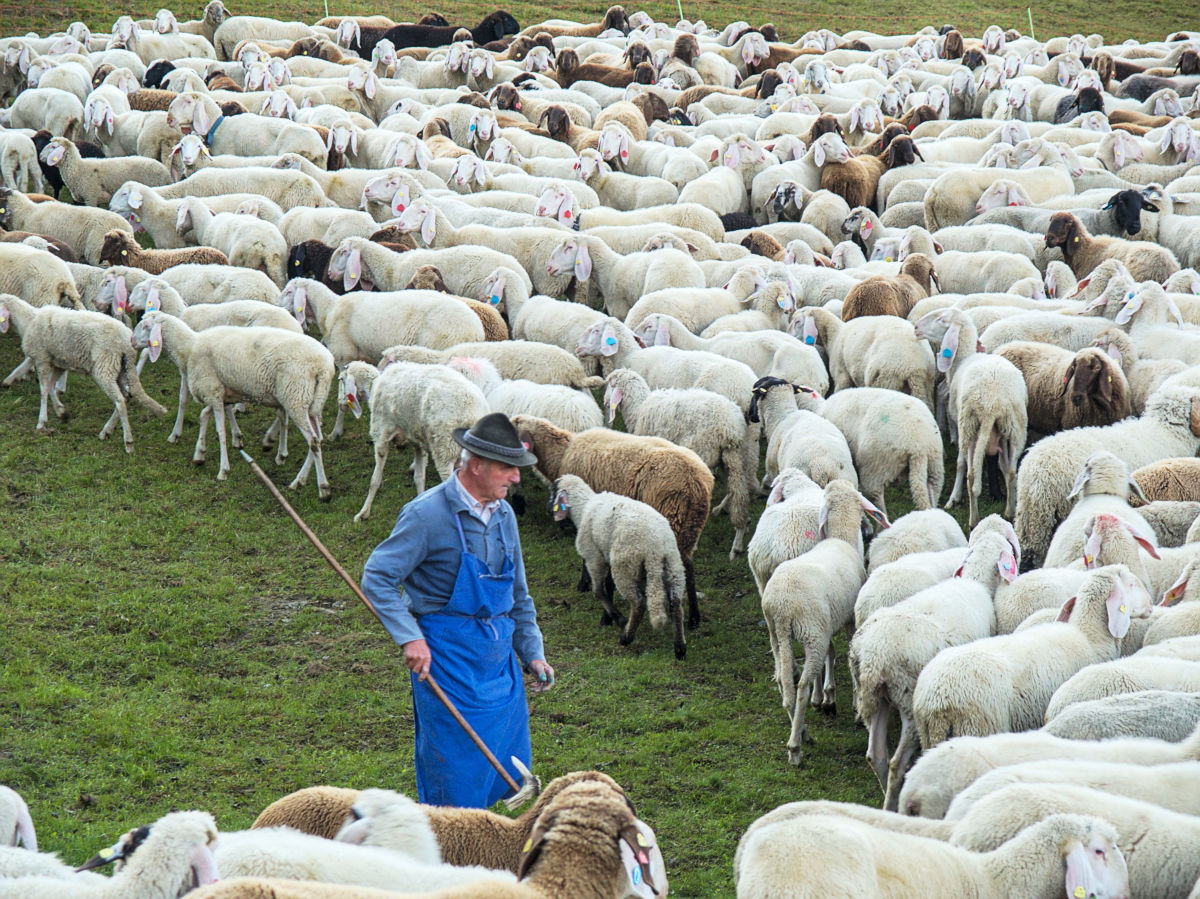 Herdenschutz Kompakt – Österreichzentrum