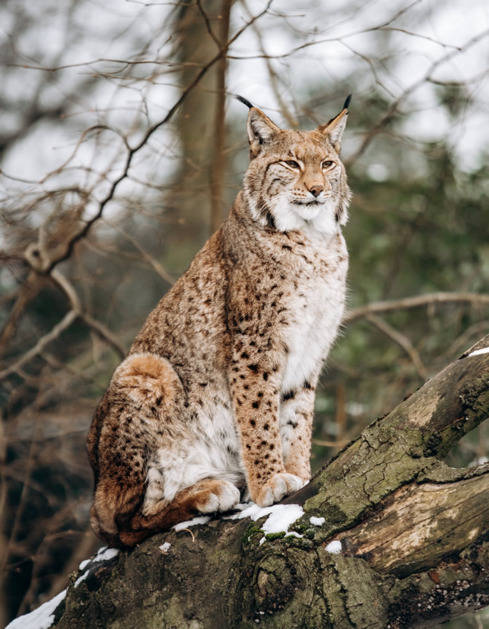 Luchs