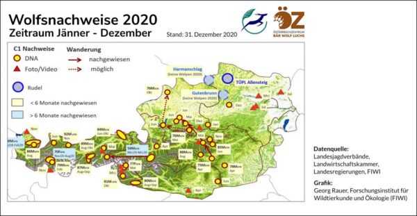 Wolf – Verbreitung Österreich – Österreichzentrum