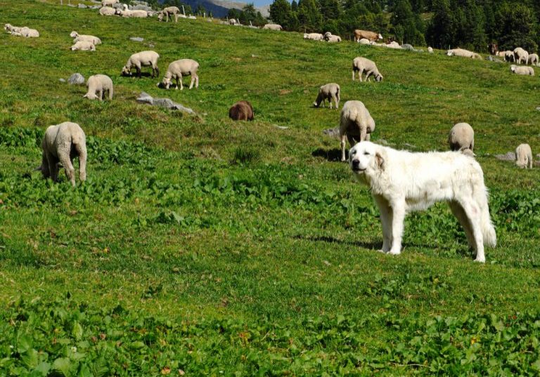 HSH_1200x900_7270051-768x576