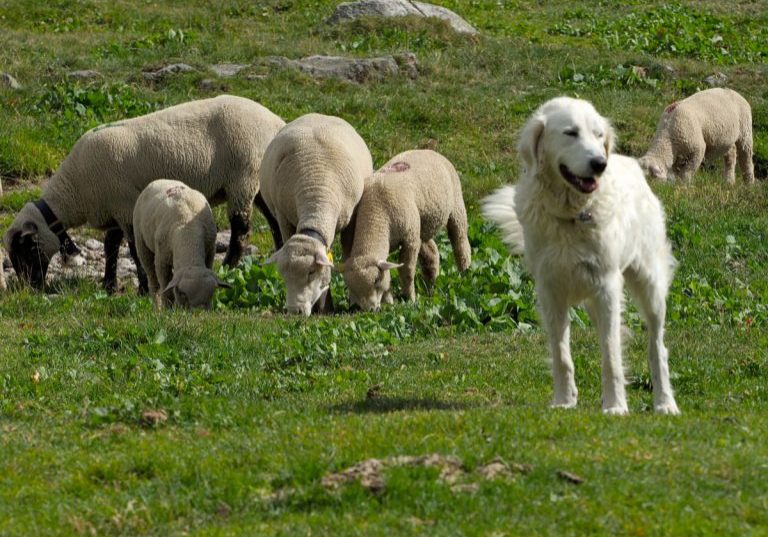 HSH_Gruppe_Schafe_1200x900_7270058-1-768x576