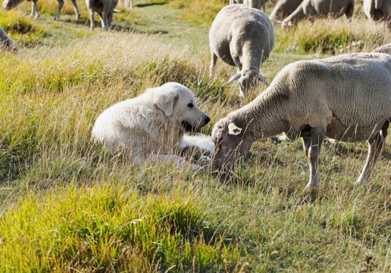 HSH_Schaf_1200x900-1-768x576