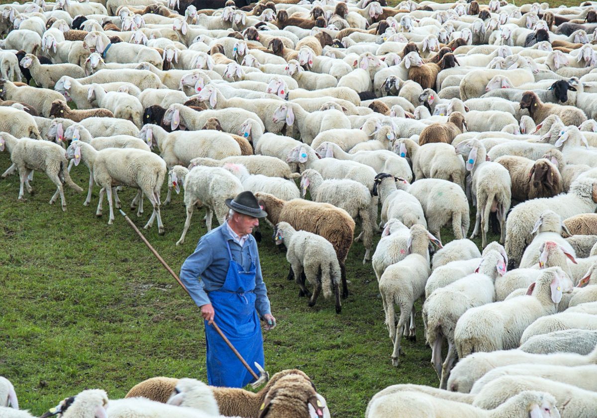 Hirte_1200x900_7117343-1