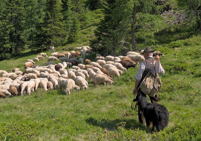 Hirte_1200x900__7117540-768x575