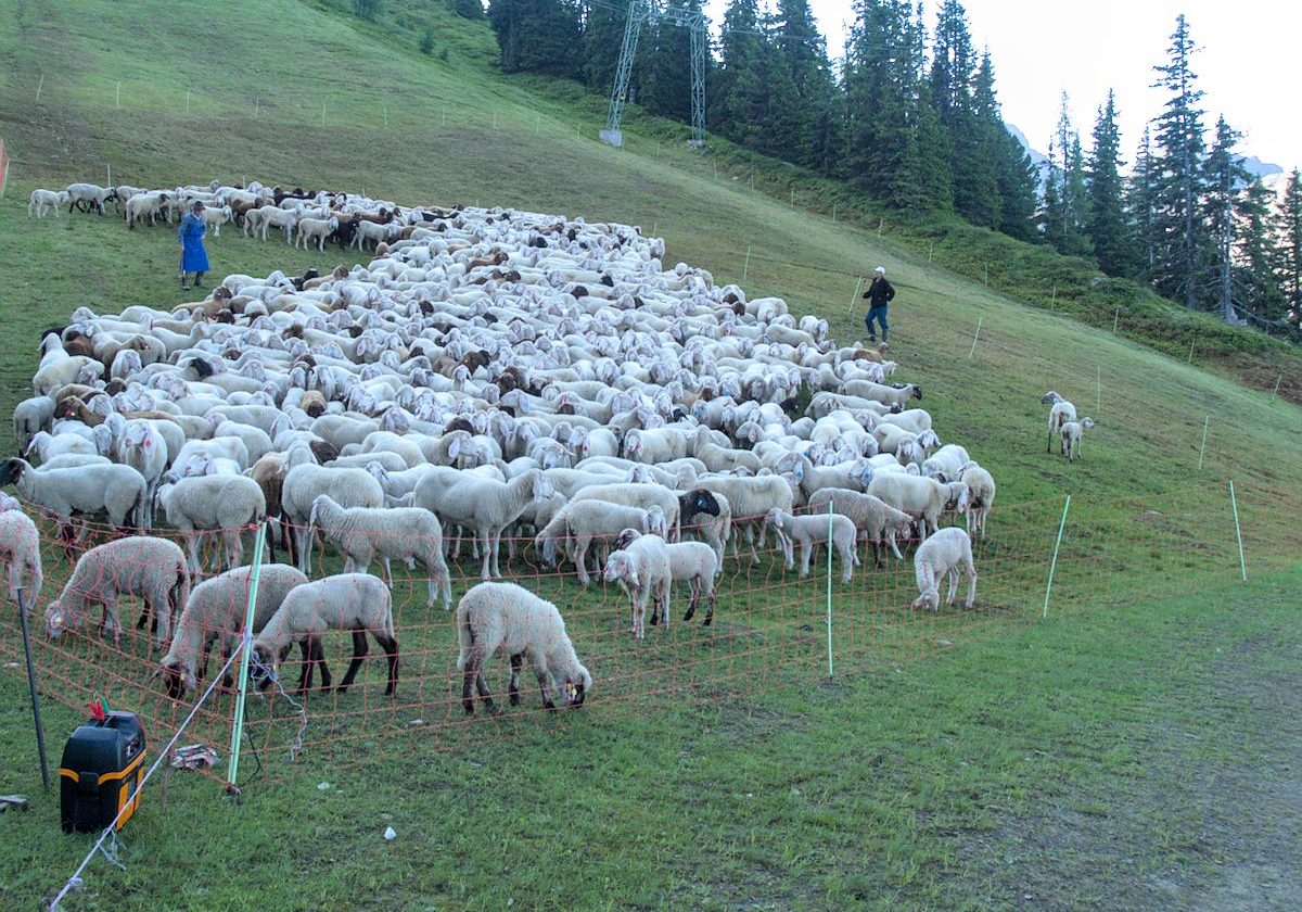 Nachtpferch_1200x900__7117341